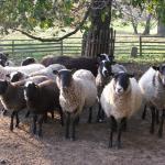 Chovatelů ovcí je v obci několik - stádo M.Dolejše