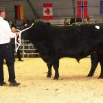 Plemenný býk Legenda (pl. Aberdeen angus) se stal r. 2005 Národním vítězem na výstavě skotu